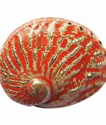Image result for Abalone Sea Shell