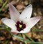 Image result for Tulipa clusiana