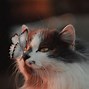 Image result for Cute Sassy Cat Asettic