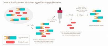 Image result for His Tag Chromatography