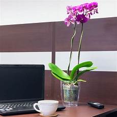 orchidea vaso trasparente vasi per orchidee vasi tipologie di vasi per orchidee orchidea vaso trasparente vasi per orchidee vasi tipologie di vasi per orchidee