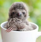 Image result for Baby Sloth Computer Wallpaper