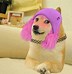 Image result for Doge with Hat Meme Template