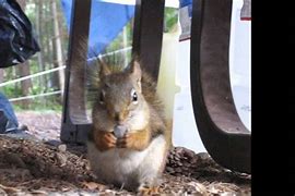 Image result for Squirrel Bad Day