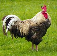 Image result for Le Coq