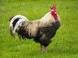 Image result for Le Coq Francais