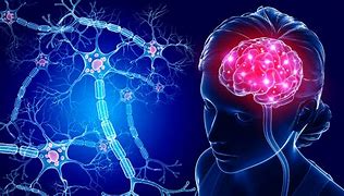 Image result for Human Brain Neurons