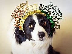 Image result for Happy New Year 2019 Dog Meme