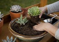 Image result for Planting Succulents in Pots with Side Holes