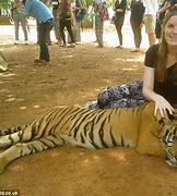 Image result for Mauled by Tiger