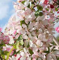 Image result for Ornamental Flowering Apple Tree