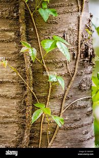 Image result for Poison Ivy Climbing Vine
