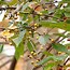 Image result for Crab Apple Sizw
