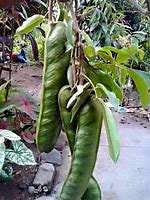 Image result for guacbar