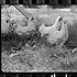 Image result for Vintage Chicken Farm