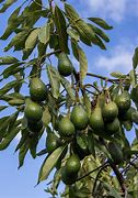 Image result for aguacatdro