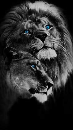 Lions Couple BW - Apps on Galaxy Store | Lion couple, Lion live wallpaper, Lion photography