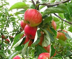 Image result for Dwarf Fuji Apple Tree