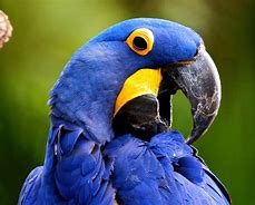 Image result for guacamayo