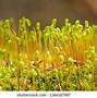 Image result for Moss Spores