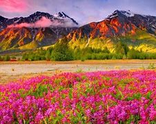 Image result for Mountains Yellow Flowers Nature Desktop Nexus