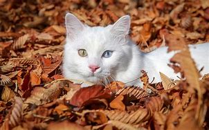 Image result for Cat with Leaf