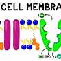 Image result for Cell Membrane Biology