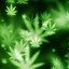 Image result for Weed Blue Wallpaper iPhone