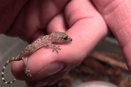 Image result for Do Geckos Have Teeth