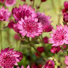 Bildergebnis für Astrantia Cerise Button