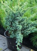 Image result for Juniperus squamata Blue Compact