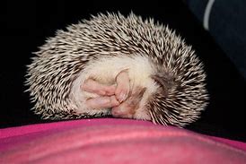 Image result for Sleepy Hedgehog