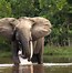 Image result for Largest Elephant Alive