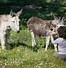 Image result for You Donkey