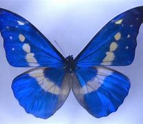 Image result for Clear Butterfly Phone Case