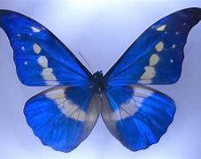 Image result for iPhone 7 Butterfly Case