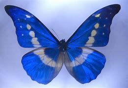 Image result for Symmetry in Nature Examples