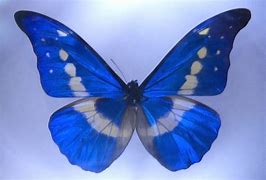 Image result for Aesthetic Butterfly Phone Case