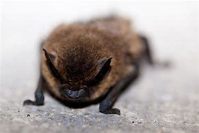Image result for A Cute Bat