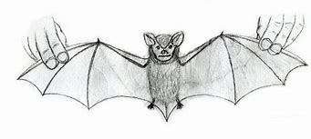 Image result for Giant Bat Drawing