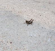 Image result for Eat Crickets