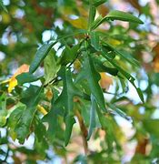Image result for Quercus nigra