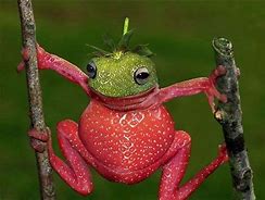Image result for Dancing Frog MEME Funny