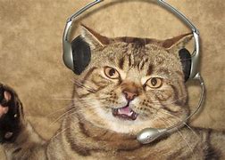 Image result for Headphone Cat Meme