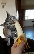 Image result for Cat Eating Banana