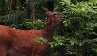 Image result for Deer Incisors