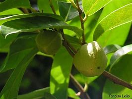 Image result for acuminafo