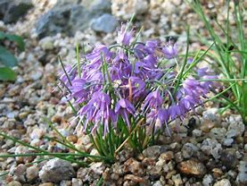 Image result for Allium virgunculae var. kiiense