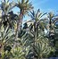 Image result for Palm Tree Forest Panoramic