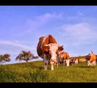 Image result for What About Cows